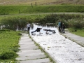 Ameland 2010 (79)