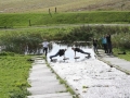 Ameland 2010 (80)
