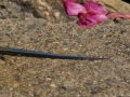 Japan 2010 (158)