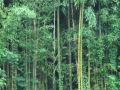 Japan 2010 (252)