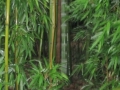 Japan 2010 (254)
