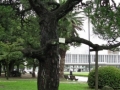 Japan 2010 (360)